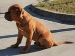 Cuccioli Dogue de Bordeaux - Foto n. 2