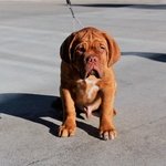 Cuccioli Dogue de Bordeaux - Foto n. 4