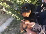 Cucciola Rottweiler