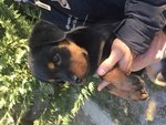 Cucciola Rottweiler - Foto n. 2