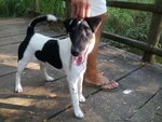 Maschio fox Terrier X Accoppiamento - Foto n. 3