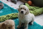 Cuccioli Maschi Golden Retriever