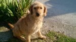 🐶 Spinone femmina in adozione a Ortona (CH) e in tutta Italia da privato