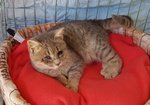 🐱 Europeo maschio di 7 anni e 10 mesi in adozione a Monterosi (VT) da privato