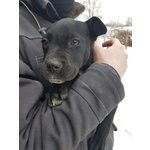 Alys - Cucciola mix Amstaff di tre Mesi