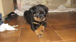 Cuccioli di Rottweiler - Foto n. 5