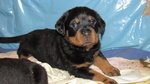 Cuccioli di Rottweiler - Foto n. 6