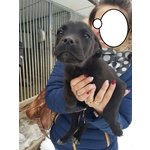 Brasca Cucciolo mix Amstaff di tre Mesi