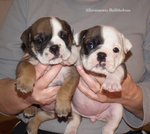 Bulldog Inglese Cucciolata