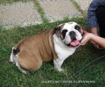 Bulldog Inglese Cucciolata - Foto n. 2