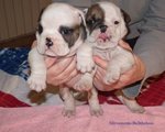 Bulldog Inglese Cucciolata - Foto n. 5