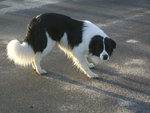 Border Collie 2007 Maschio Disponibile per Femmina - Foto n. 2