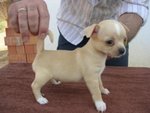 Vendo Cucciolo di Chihuahua