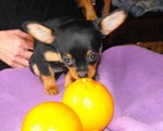 Chihuahua Toy - Foto n. 1