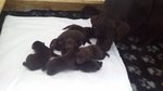 Cuccioli Labrador Choccolate - Foto n. 1