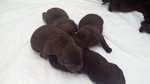 Cuccioli Labrador Choccolate - Foto n. 2