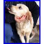 Tallero Cucciolone mix Golden Retriver Catturato e Rinchiuso