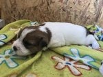 Jack Russell Cuccioli pelo Ruvido Pedigree E.500 - Foto n. 6