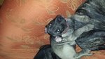 Cuccioli di cane Corso - Foto n. 2