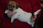 Cucciole jack Russell Terrier Genealogia Australiana - Foto n. 3