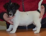 Cucciole jack Russell Terrier Genealogia Australiana - Foto n. 4