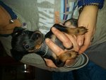 Vendo Pinscher nero Focato