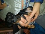 Vendo Pinscher nero Focato - Foto n. 2