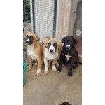 Tre Cuccioloni Cercano Casa