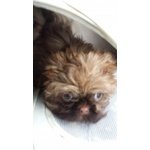 Shih tzu Sofia, Dolcissima Cagnolina in Regalo Cerca Casa - Foto n. 1