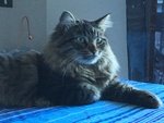 🐱 Siberiano maschio di 8 anni e 11 mesi in accoppiamento a Bologna (BO) e in tutta Italia da privato