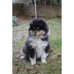 Cucciolo Pastore Scozzese Rough Collie - Foto n. 1