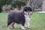 Cucciolo Pastore Scozzese Rough Collie - Foto n. 2