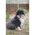 Cucciolo Pastore Scozzese Rough Collie - Foto n. 3