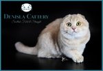 Cuccioli Scottish fold & Scottish Straight - Foto n. 3