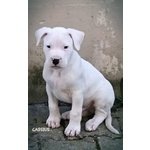 Cuccioli dogo Argentino - Foto n. 1