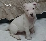Cuccioli dogo Argentino - Foto n. 2