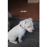 Cuccioli dogo Argentino - Foto n. 3