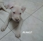 Cuccioli dogo Argentino - Foto n. 4