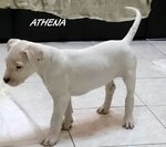Cuccioli dogo Argentino - Foto n. 5