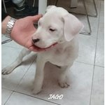 Cuccioli dogo Argentino - Foto n. 6