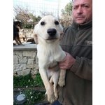 Giorgia, Simil Labrador - Foto n. 1