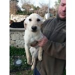 Giorgia, Simil Labrador - Foto n. 2