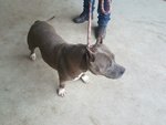 Fattrice Amstaff Blue - Foto n. 3