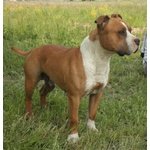 Amstaff Maschio Adulto