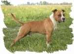 Amstaff Maschio Adulto - Foto n. 2