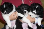 Fantastica Cucciolata di Border Collie da Pluricampioni Internazionali di Bellezza