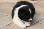 Fantastica Cucciolata di Border Collie da Pluricampioni Internazionali di Bellezza - Foto n. 4