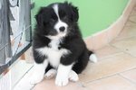 Fantastica Cucciolata di Border Collie da Pluricampioni Internazionali di Bellezza - Foto n. 5