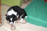 Fantastica Cucciolata di Border Collie da Pluricampioni Internazionali di Bellezza - Foto n. 6