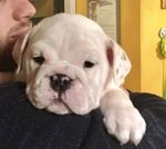 Cucciola Bulldog Inglese di Altissima Genealogia - Foto n. 1